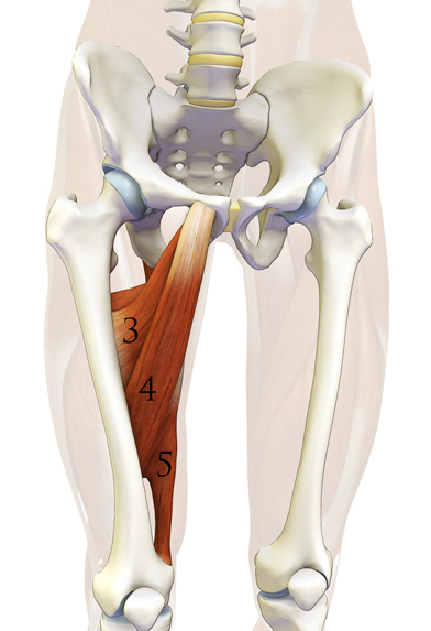 приводящие мышцы бедра лонное сочленение