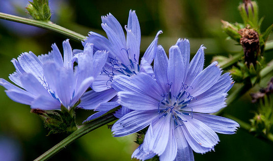 полезные свойства цикория