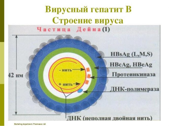 строение вируса гепатита в