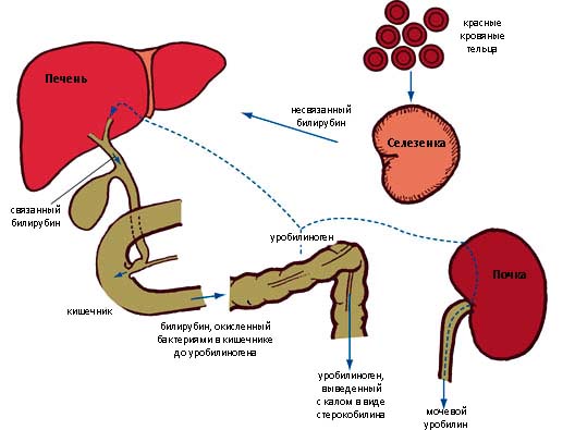 билирубин в организме человека