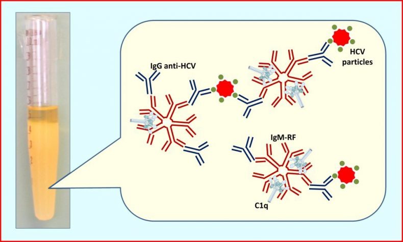 Антитела к гепатиту С
