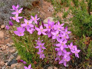 золототысячник