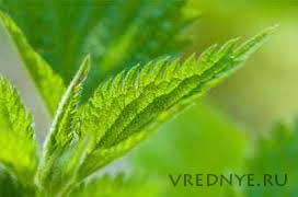 как бросить курить народными средствами как бросить курить народными средствами