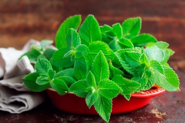 перечная мята
