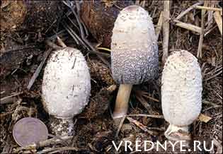 гриб от алкоголизма