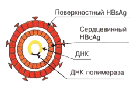 поверхностный антиген