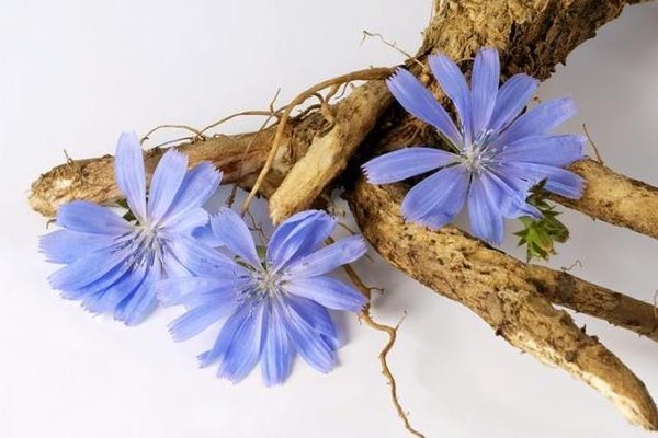 корень цикория