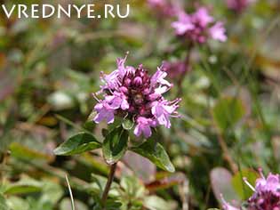 Как бросить пить алкоголь: народные средства и рецепты