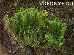 Как бросить пить алкоголь: народные средства и рецепты