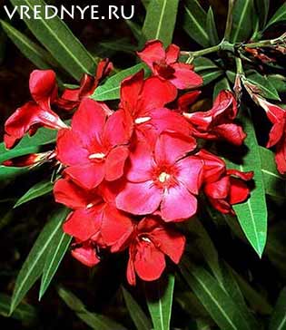 Как бросить пить алкоголь: народные средства и рецепты