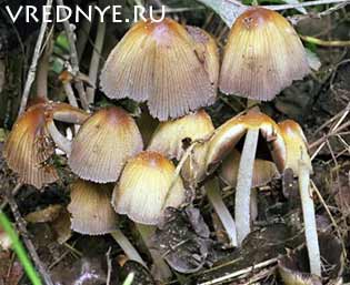 Как бросить пить алкоголь: народные средства и рецепты