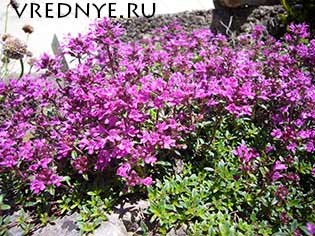 Как применять чабрец от алкоголизма