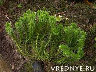 Какие существуют травы от алкоголизма