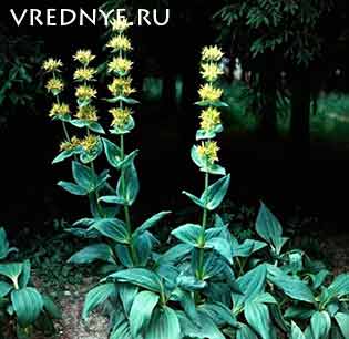 Какие существуют травы от алкоголизма