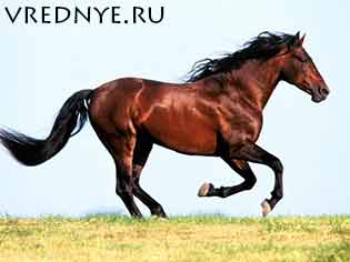 Капля никотина убивает лошадь Капля никотина убивает лошадь