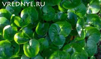 копытень европейский от алкоголизма копытень европейский от алкоголизма