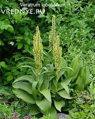 кукольник от алкоголизма кукольник от алкоголизма