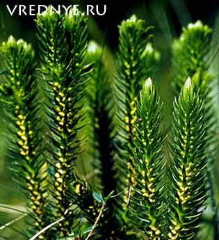 Лекарственные травы от курения