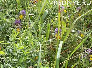 Лекарственные травы от курения