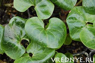 Народные средства от алкоголизма во всём многообразии