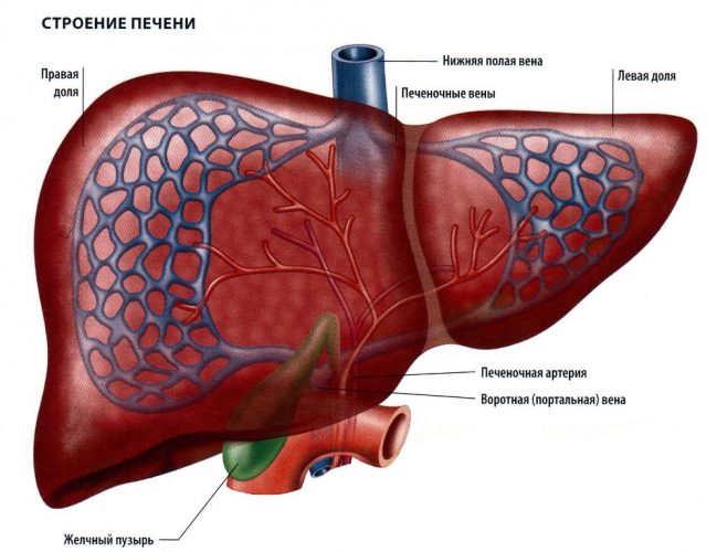 Печень