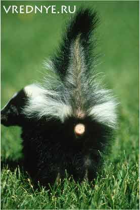 Почему люди пукают Почему люди пукают