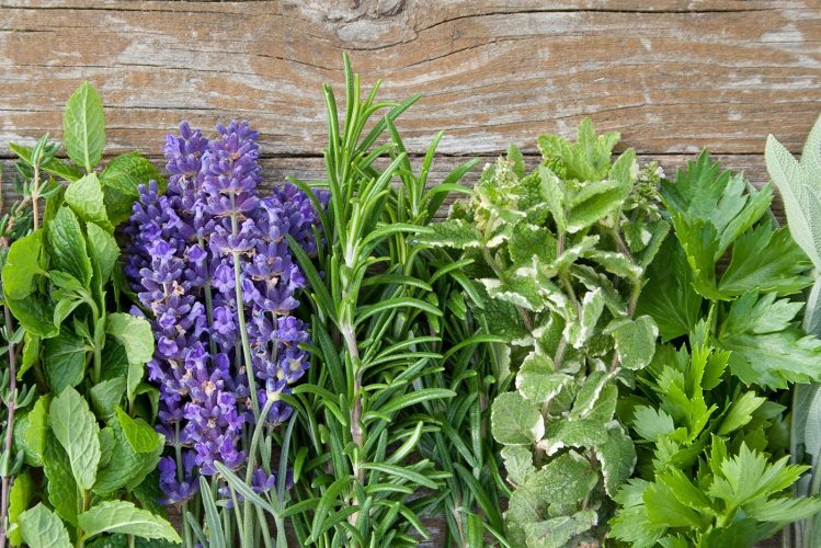 Цветки, листья или корни растений