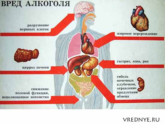 влияние алкоголя на женский организм