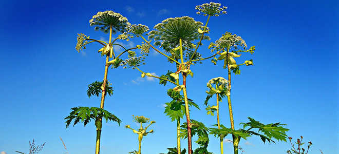 что такое борщевик