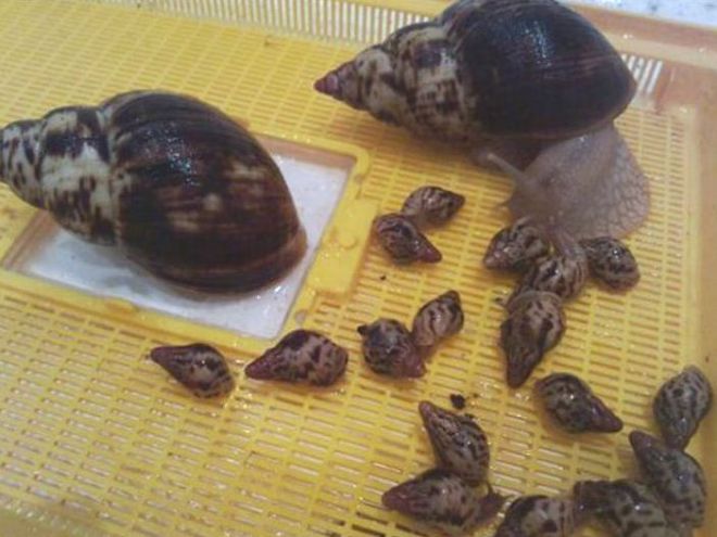 Ахатины размножение Ахатины размножение