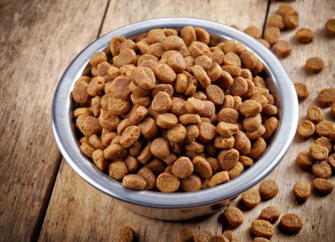 чем кормить собаку при эпилепсии чем кормить собаку при эпилепсии