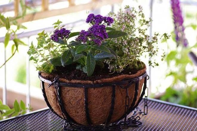 гелиотроп в кашпо гелиотроп в кашпо