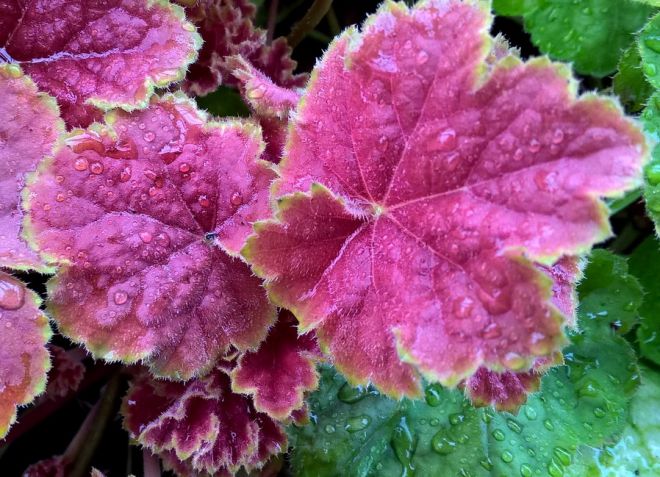 гейхера тирамису гейхера тирамису