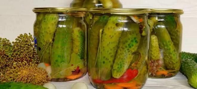 острые огурцы на зиму в банках острые огурцы на зиму в банках