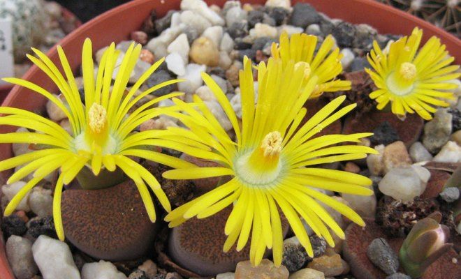 полив литопсов полив литопсов