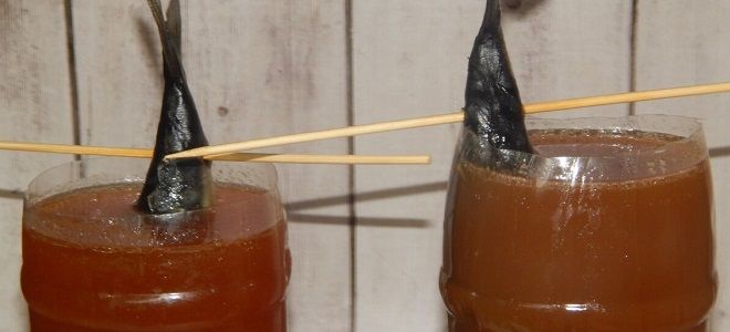 фото10 скумбрия в бутылке в луковой шелухе