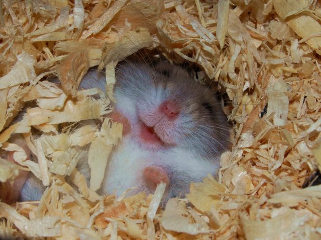 Спячка хомяков в домашних условиях Спячка хомяков в домашних условиях