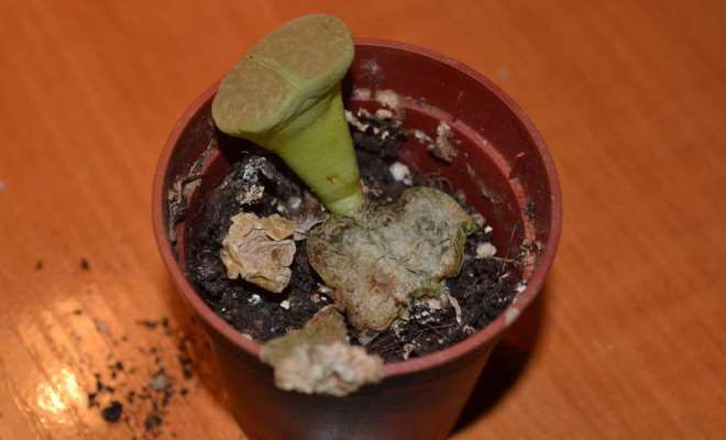 болезни литопсов болезни литопсов