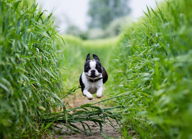 профилактика эпилепси у собак профилактика эпилепси у собак