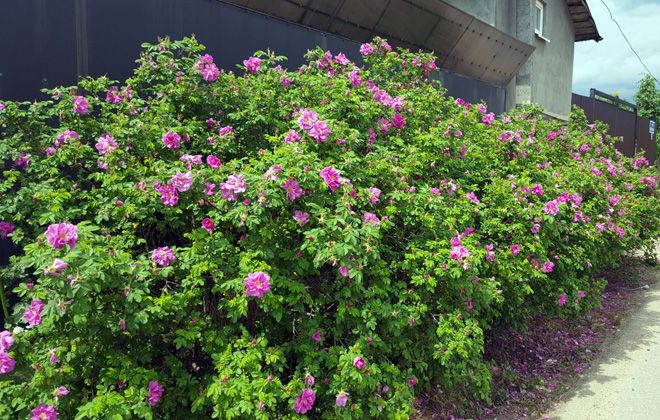 живая изгородь из шиповника живая изгородь из шиповника