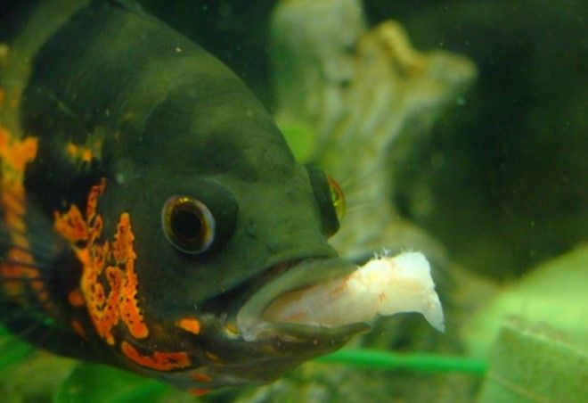 чем кормить астронотусов чем кормить астронотусов