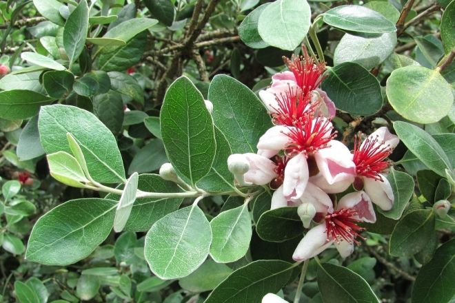 как ухаживать за фейхоа как ухаживать за фейхоа