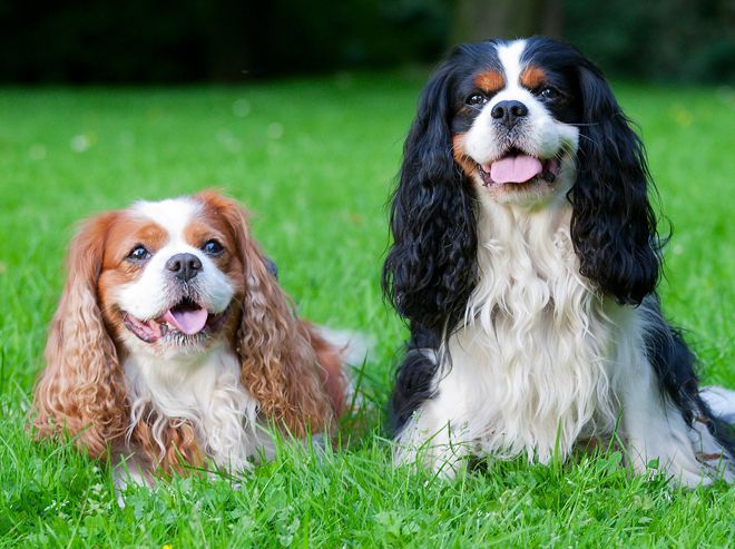 кинг чарльз спаниель кинг чарльз спаниель