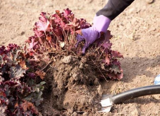 пересадка гейхеры пересадка гейхеры