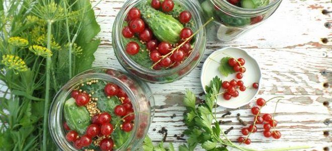 фото12 рецепт соления огурцов с красной смородиной