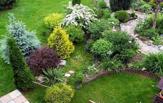 тис ягодный альпинарий тис ягодный альпинарий