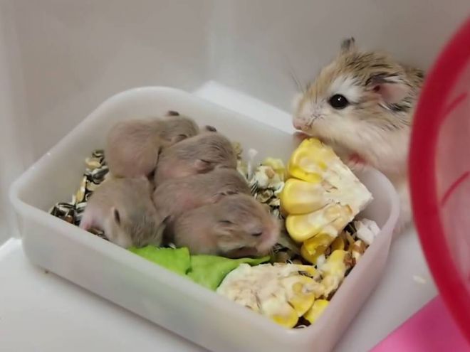 Уход за новорожденными хомяками Уход за новорожденными хомяками