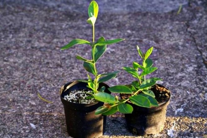 фейхоа размножение фейхоа размножение