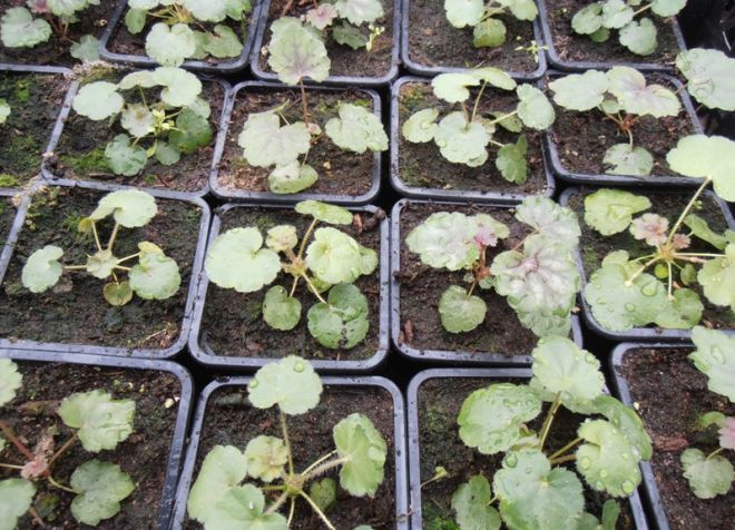 гейхера размножение семенами гейхера размножение семенами