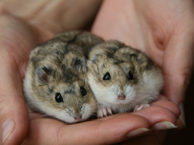 Хомяки джунгарики уход и содержание Хомяки джунгарики уход и содержание